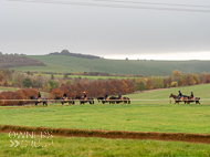 AK181121-93 - Back to stables